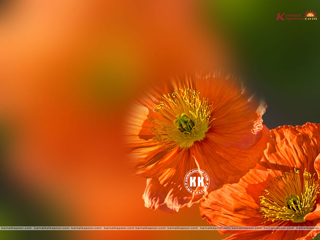 Oriental Poppy Wallpaper